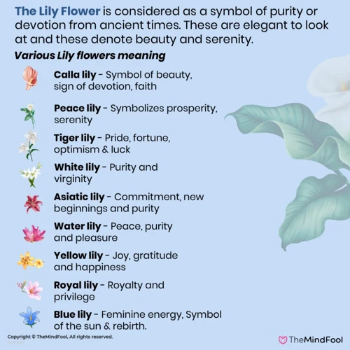 Simbolismul Floarei De Câlă În Vise